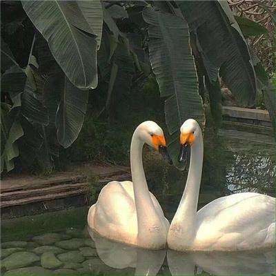 开云体云app下载手机版